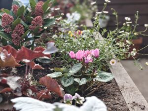 Flowers and plants in the planters at SWC garden
